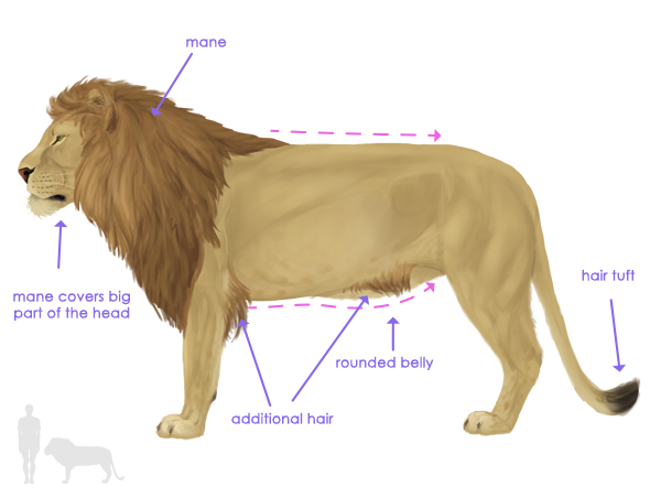 The African Lion & Lioness – Animal Talk