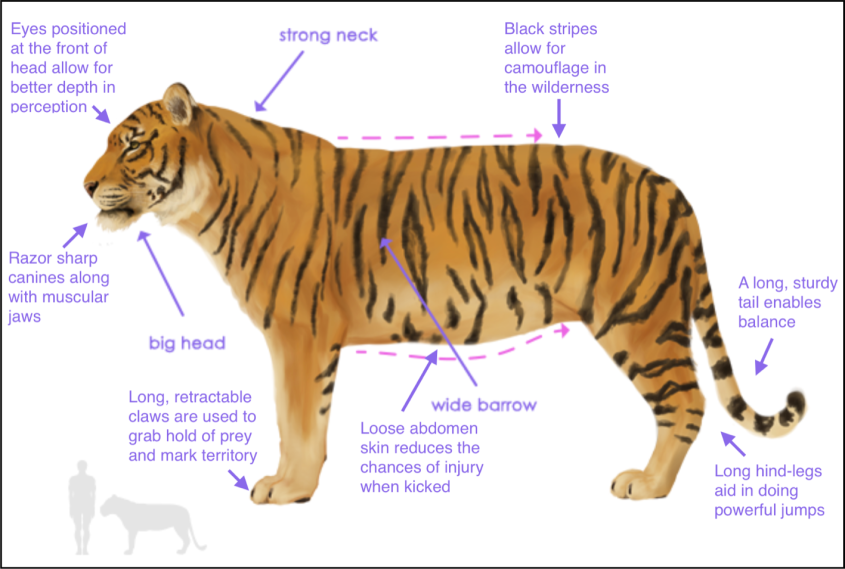 tiger-body
