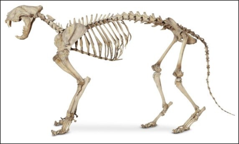 tiger-skeleton