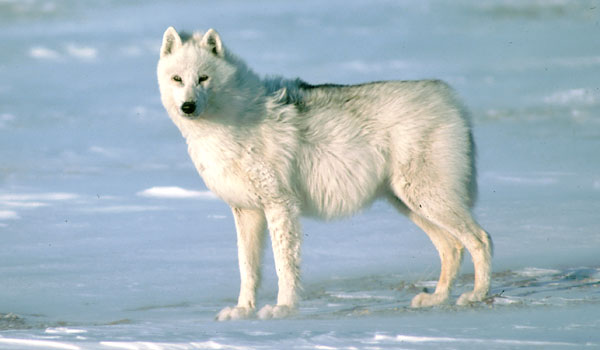 arctic-wolf.jpg